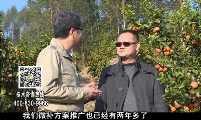 20180122珠江臺(tái)搖錢(qián)樹(shù)：廣西柑橘如何管？產(chǎn)量賣(mài)相好?